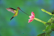 Sword-billed Hummingbird (Ensifera ensifera) male feeding from passionflower (Passiflora mixta), Papallacta, Ecuador, Andes, South America. January.