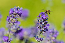 European honey bee (Apis mellifera) in flight, feeding on Lavender (Lavandula sp). Monmouthshire, Wales, UK, July.