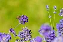 European honey bee (Apis mellifera) feeding on Lavender (Lavandula sp). Monmouthshire, Wales, UK, July.