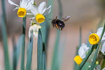 Hairy-footed flower bee (Anthophora plumipes) female in flight feeding on daffodils (Narcissus sp). Monmouthshire, Wales, UK, March.