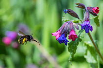 Hairy-footed flower bee (Anthophora plumipes) female in flight feeding on Lungwort (Pulmonaria officinalis), Monmouthshire, Wales, UK, May.