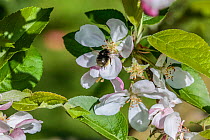 Hairy-footed flower bee (Anthophora plumipes) female feeding on apple blossom (Malus domestica). Monmouthshire, Wales, UK, April.