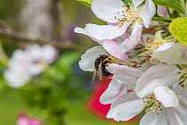 Hairy-footed flower bee (Anthophora plumipes) female feeding on apple blossom (Malus domestica). Monmouthshire, Wales, UK, April.