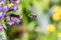 Hairy-footed flower bee (Anthophora plumipes) male in flight feeding on Lungwort (Pulmonaria officinalis), Monmouthshire, Wales, UK, April.