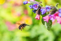 Hairy-footed flower bee (Anthophora plumipes) female in flight feeding on Lungwort (Pulmonaria officinalis), Monmouthshire, Wales, UK, April.