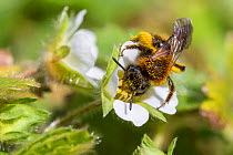 Mining bee (Andrena sp) covered in pollen, feeding on Wild strawberry (Fragaria vesca). Monmouthshire, Wales, UK, March.