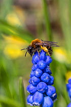 Mining bee (Andrena sp) on Grape hyacinth (Muscari sp), warming up in early morning. Monmouthshire, Wales, UK, March.