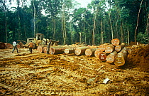 Cut trees  in the Waka forest, Gabon, Central Africa, 2008-2009.
