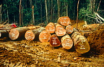 Cut trees in the Waka forest, Gabon, Central Africa, 2008-2009.