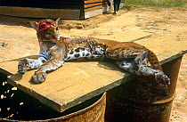 Golden cat (Caracal aurata) bush meat for sale, Myumba, southern Gabon, 2008.