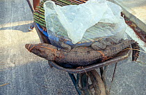 Young Dwarf crocodile (Osteolaemus tetraspis) in wheelbarrow to be sold at market, Oyo, central Republic of the Congo (Congo-Brazzaville). 2008-2009.