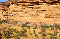 Bandiagara escarpment with ancient Tellem dwellings. Mali, 2005-2006.