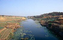 Dogon irrigated farmland, Bandiagara, Mali, 2005-2006.