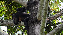 Female Bonobo (Pan paniscus) with baby in  tree, Lola Ya Bonobo Sanctuary, near Kinshasa, Democratic Republic of the Congo, 2013.