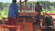 Two men sawing trunks of Shorea (Shorea) hardwood into planks, Kalimantan, Borneo, Indonesia, 2009.