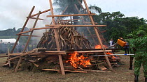 Park rangers burning ivory, with 6 tonnes of African elephant (Loxodonta africana) tusks, Libreville, Gabon, June 6th 2012.
