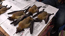 Straw-coloured fruit bats (Eidolon helvum), thought to be the natural reservoir of the Ebola virus, for sale in Brazzaville market, Republic of the Congo, 2013.