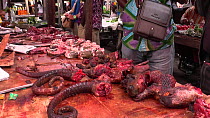 Bushmeat for sale at Brazzaville market, footage filmed covertly, Republic of the Congo, 2013.