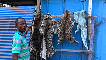 Leopard skins for sale in Kinshasa market, footage filmed covertly, Democratic Republic of the Congo, 2013.