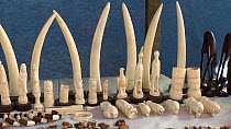 Elephant ivory for sale in Kinshasa market, footage filmed covertly, Democratic Republic of the Congo, 2013.