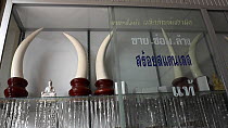 Panning shot of fake ivory products (including tusks) made of porcelain for sale in a shop, Nakhon Sawan, Thailand, 2013.
