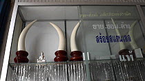 Panning shot of fake ivory products (including tusks) made of porcelain for sale in a shop, Nakhon Sawan, Thailand, 2013.