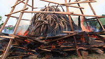 Government ivory burn, with 6 tonnes of African elephant (Loxodonta africana) tusks, Libreville, Gabon, 6th June 2012.