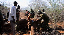 Kenya Wildlife Service park rangers removing the tusks from a poached African elephant (Loxodonta africana), with villagers waiting in the background for meat, Rukinga Ranch bordering Tsavo National P...
