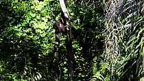 Bonobo (Pan paniscus) in a tree, Lola Ya Bonobo Sanctuary, near Kinshasa, Democratic Republic of the Congo, 2013.