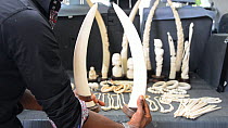 Man showing ivory for sale in the back of a car in Kinshasa market to the camera, Democratic Republic of the Congo, May 2012.