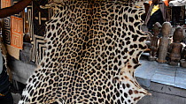 Leopard skin for sale in Kinshasa market, footage filmed covertly, Democratic Republic of the Congo, 2013.