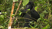 Juvenile Eastern Lowland gorilla (Gorilla beringei graueri) beating its chest, leaning against a tree and sitting down, Kahuzi-Biega National Park, Democratic Republic of the Congo, 2009.