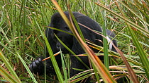 Silverback Eastern Lowland gorilla (Gorilla beringei graueri) feeding, Kahuzi-Biega National Park, Democratic Republic of the Congo, 2009.