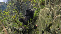Juvenile Eastern Lowland gorilla (Gorilla beringei graueri) sitting in a tree, climbs down, Kahuzi-Biega National Park, Democratic Republic of the Congo, 2009.