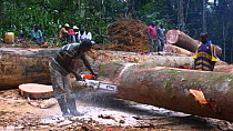 Workers sawing up logged rainforest trees in a forestry concession, to be exported to Malaysia, Waka National Park, Gabon, 2008.
