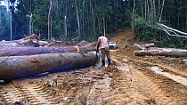 Worker sawing up logged rainforest trees in a forestry concession, to be exported to Malaysia, Waka National Park, Gabon, 2008.