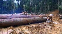 Panning shot of workers sawing up logged rainforest trees in a forestry concession, to be exported to Malaysia, Waka National Park, Gabon, 2008.