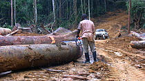 Worker sawing up logged rainforest trees in a forestry concession, to be exported to Malaysia, Waka National Park, Gabon, 2008.