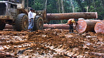 Panning shot following the forestry manager walking amongst logged rainforest trees in a forestry concession, to be exported to Malaysia, Waka National Park, Gabon, 2008.