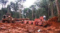 Wide shot of workers inspecting and moving logged rainforest trees in a forestry concession, to be exported to Malaysia, Waka National Park, Gabon, 2008.