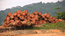 Logged rainforest trees in a forestry concession, awaiting export to Malaysia, Waka National Park, Gabon, 2008.