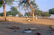 Village girls collecting firewood, Chad, 2002-2003.