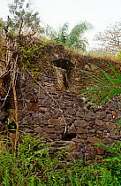 Stone wall inside the ruins of Bunce Island slave trading fort. Sierra Leone, 2004-2005.