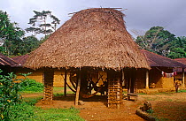 Communal hut with hammocks, Gola forest, Sierra Leone, 2004-2005.