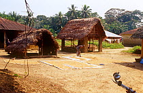 Villagers in the Gola forest drying rice near communal hut. Sierra Leone, 2004-2005.