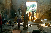 Rice farmers pounding freshly harvested rice, Port Loko district, Sierra Leone, 2004-2005.
