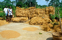 Newly harvested rice drying in the sun. Port Loko district, Sierra Leone, 2004-2005.