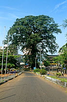 Freetown's oldest land mark, the ancient cotton tree. Sierra Leone, 2004-2005.