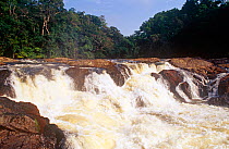 Rapids in the Gola forest bordering Liberia. Sierra Leone, 2004-2005.