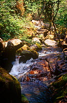 Mountain stream on the hike to Sankanbiriwa mountain. Sierra Leone, 2004-2005.
